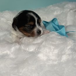 Armani - Blue tan and white male Biewer Terrier puppy in Concord, California from Puppy Boutique