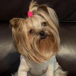 Luana - Yorkshire Terrier