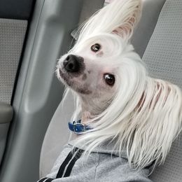 Jazz - Chinese Crested