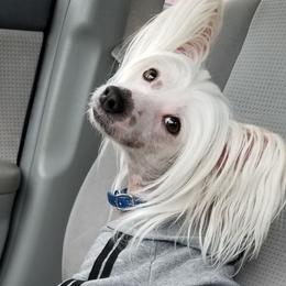 Jazz - Chinese Crested