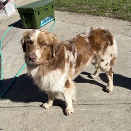 Noah - Australian Shepherd