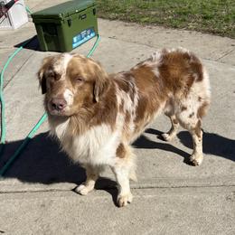 Noah - Australian Shepherd