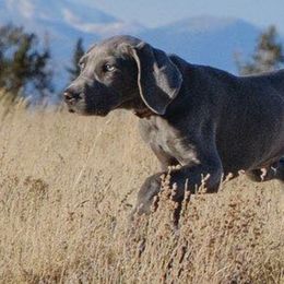 Weimaraners from Blue Phantom Kennels
