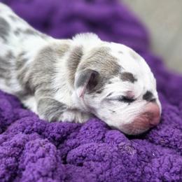 Shelby - Harlequin female Great Dane puppy in Granby, Missouri from HCR Great Danes