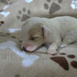 Joy - Buff and white female Cockapoo puppy in Calhoun, Georgia from Emerald J Doodles