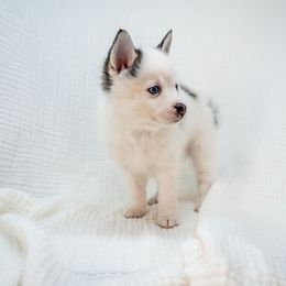 Marshall - Black and white male Pomsky puppy in Spring City, Pennsylvania from Pomsky Power Puppies