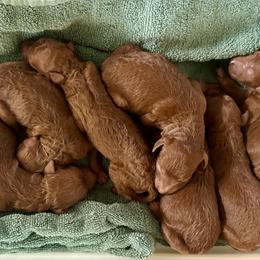 Poodle puppies from Mesquite Kennels