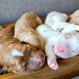 Bernedoodles, Cockapoos, and Goldendoodles from Macy Meadows Doodles