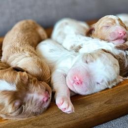 Bernedoodles, Cockapoos, and Goldendoodles from Macy Meadows Doodles