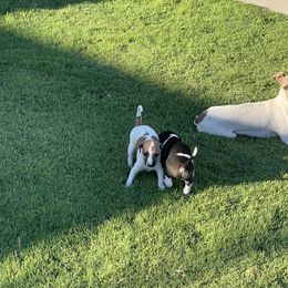 Italian Greyhound Puppies from Bahia Verde’s Kennels