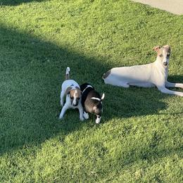 Italian Greyhound Puppies from Bahia Verde’s Kennels