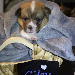 Gilgy - Sable male Pembroke Welsh Corgi puppy in Purcellville, Virginia from Rhone River Farm Pembroke Welsh Corgis