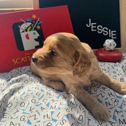 Cockapoo Puppies from Country J Canines