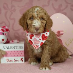 Colorado - male Golden Mountain Doodle puppy in Murray, Utah from Good Looking Dogs