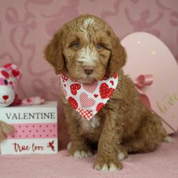Colorado - male Golden Mountain Doodle puppy in Murray, Utah from Good Looking Dogs