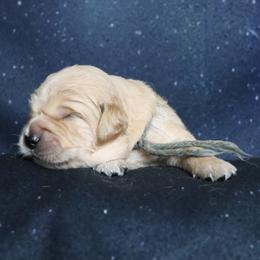 Parque gray collar - Golden male Golden Retriever puppy in Great Falls, Montana from VS Golden Fields