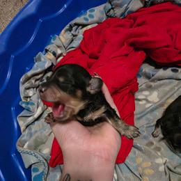 Boy 2 - Cream male Dachshund puppy in Sour Lake, Texas from Rigdon's dachshunds