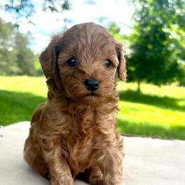 Scout - Brown male Cavapoo puppy in Milton, Pennsylvania from Nita's Poodle Pooche's