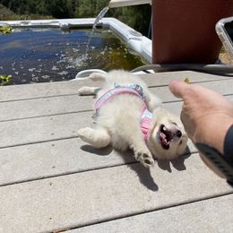 Pomeranian, Pomsky, and Siberian Husky Puppies from Pine & Sea Poms and Pomskies