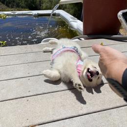 Pomeranian, Pomsky, and Siberian Husky Puppies from Pine & Sea Poms and Pomskies