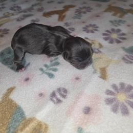 Shihpoo and Shih Tzu Puppies from Gemstone Puppies
