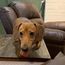 Dachshund puppies from P and G Farm