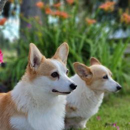 Sascha - Pembroke Welsh Corgi