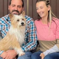 Portuguese Podengo Pequeno puppies from Tango Kennels