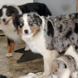 Stella - Miniature American Shepherd