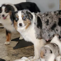 Stella - Miniature American Shepherd