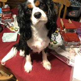 Simba - Cavalier King Charles Spaniel