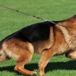 German Shepherds from Haus Vinzant Kennel