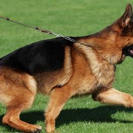 German Shepherds from Haus Vinzant Kennel