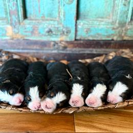 Black collar - Black rust and white male Bernese Mountain Dog puppy in Altura, Minnesota from Bluffside Berners