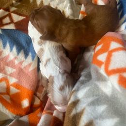 WhiteRubyGirl - Blenheim female Cavalier King Charles Spaniel puppy in Pocatello, Idaho from Sarah's Cavachons, Bichons & King Charles Cavalier Spaniels