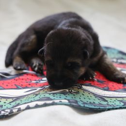 German Shepherd Puppies from Milestone GSDs