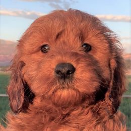 Goldendoodle Puppies from OnlyGoldendoodles