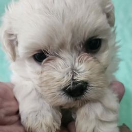 Quartz - White female Maltipoo puppy in Carthage, Missouri from Cooley's Cuddle Pups