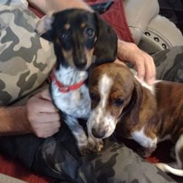 Dachshunds from Betty Petty