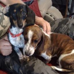 Dachshunds from Betty Petty