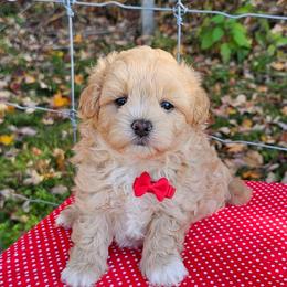 Jasper - Champagne male Maltipoo puppy in Utica, Ohio from Poodle Me Crazy