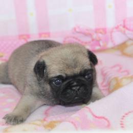Dawn - Fawn female Pug puppy in Tuscola, Illinois from Dream on puppies