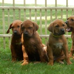Rhodesian Ridgeback Puppies from Zenkosi Ridgebacks