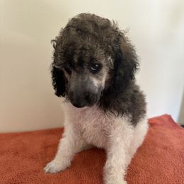 Poodle Puppies from Paddock's Purebred Poodles