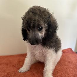 Poodle Puppies from Paddock's Purebred Poodles