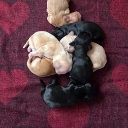 Boy 2 - Buff male Cocker Spaniel puppy in Marshfield, Wisconsin from Gingerale Cockers and Cockapoos