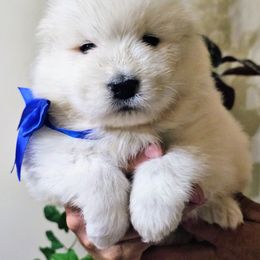 Blue Collar - White male Samoyed puppy in Downey, Idaho from Seven Diamond Samoyeds