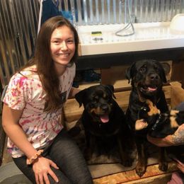 Rottweiler Puppies from Von Schonen Rottweilers