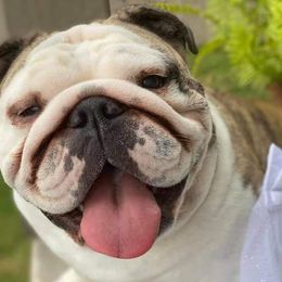 Bulldogs from Kamish Bullyz