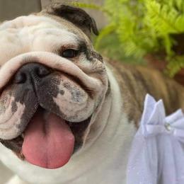 Bulldogs from Kamish Bullyz